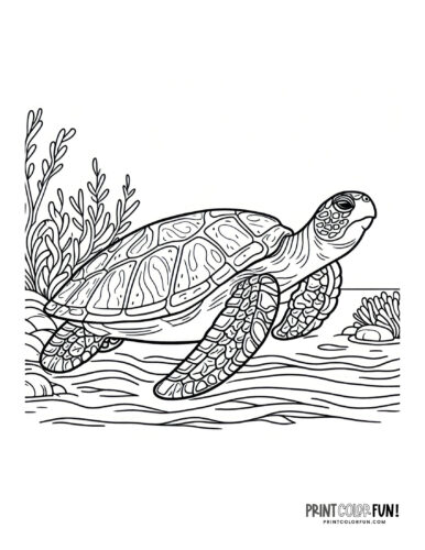 Realistic turtle coloring clipart at PrintColorFun com 4