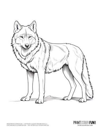 Realistic wolf coloring page clipart from PrintColorFun com (2)