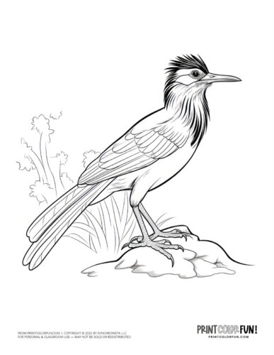 Roadrunner coloring page - bird clipart at PrintColorFun com