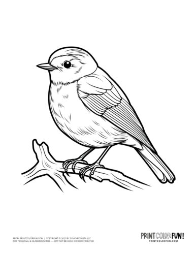 Robin bird coloring page clipart from PrintColorFun com