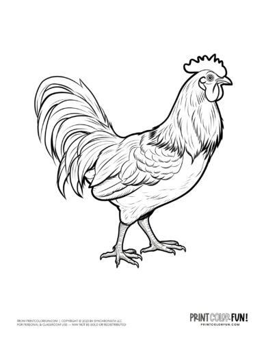 Rooster coloring clipart from PrintColorFun com 4