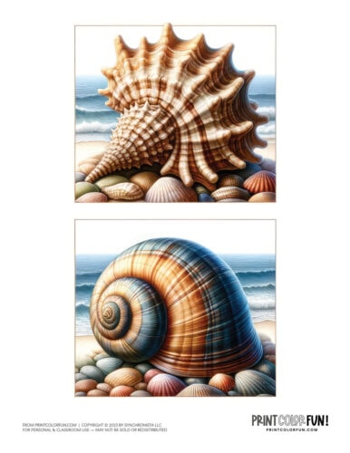Sea shell color clipart from PrintColorFun com 1