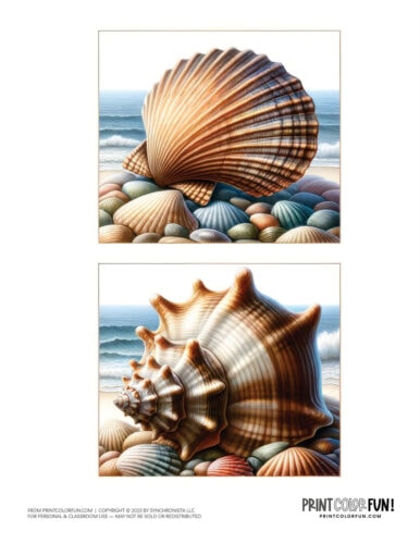 Seashell clipart from PrintColorFun com 2