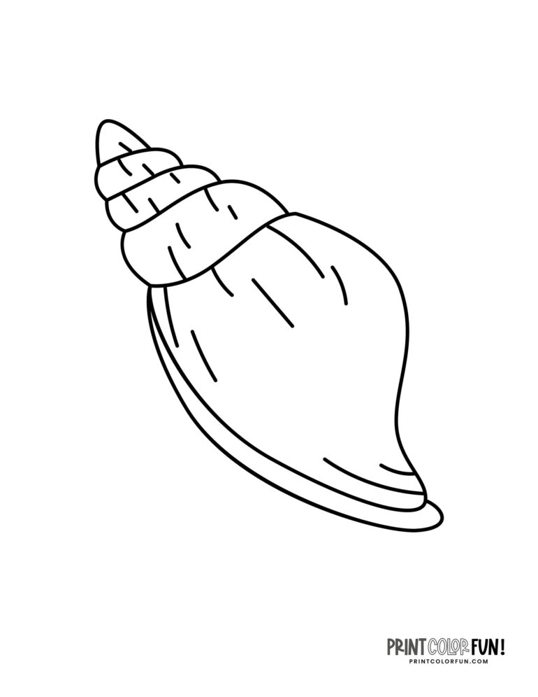 25+ Seashell clipart & coloring pages plus fun craft ideas for kids, at ...