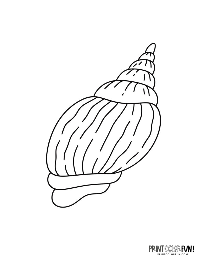 25+ Seashell clipart & coloring pages plus fun craft ideas for kids, at ...