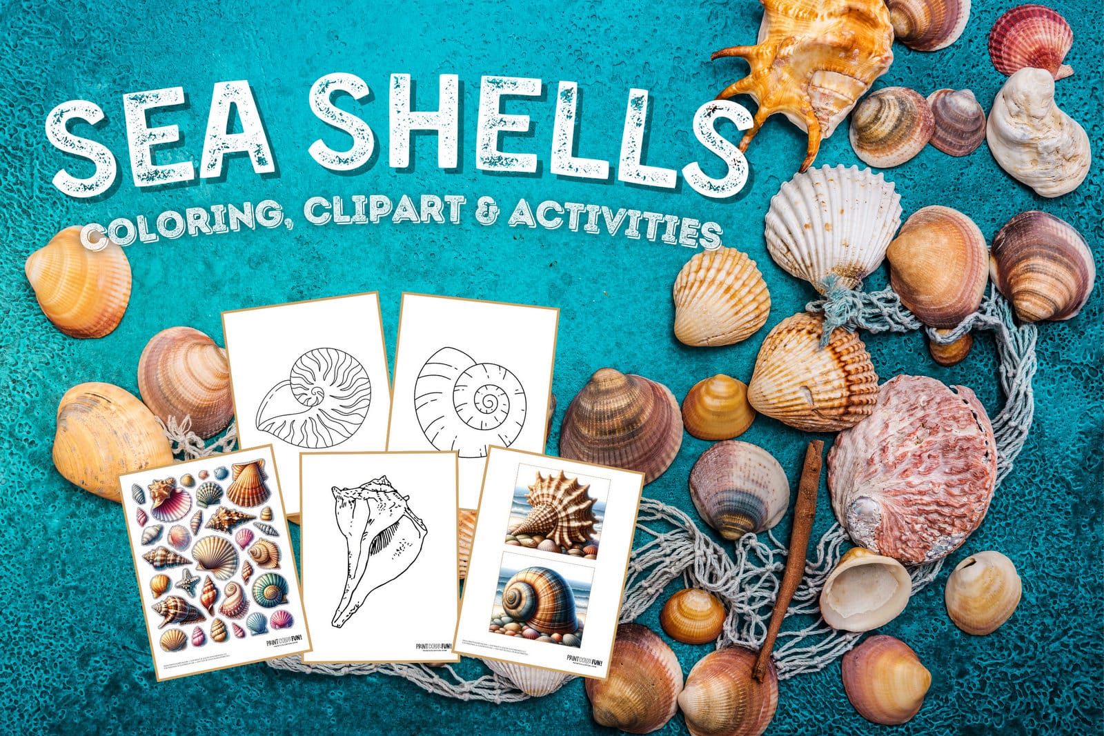Seashells coloring page clipart activities from PrintColorFun com