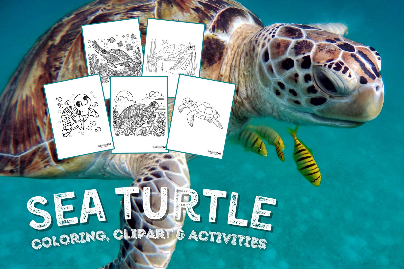 Sea turtle coloring page clipart activities from PrintColorFun com