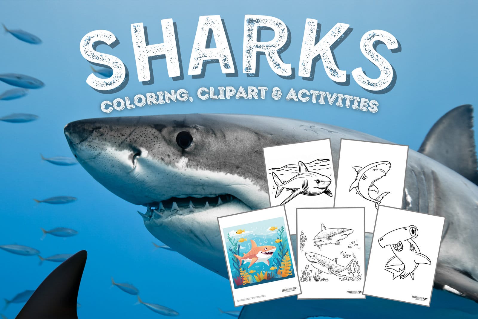 Shark activities, clipart and coloring pages from PrintColorFun com