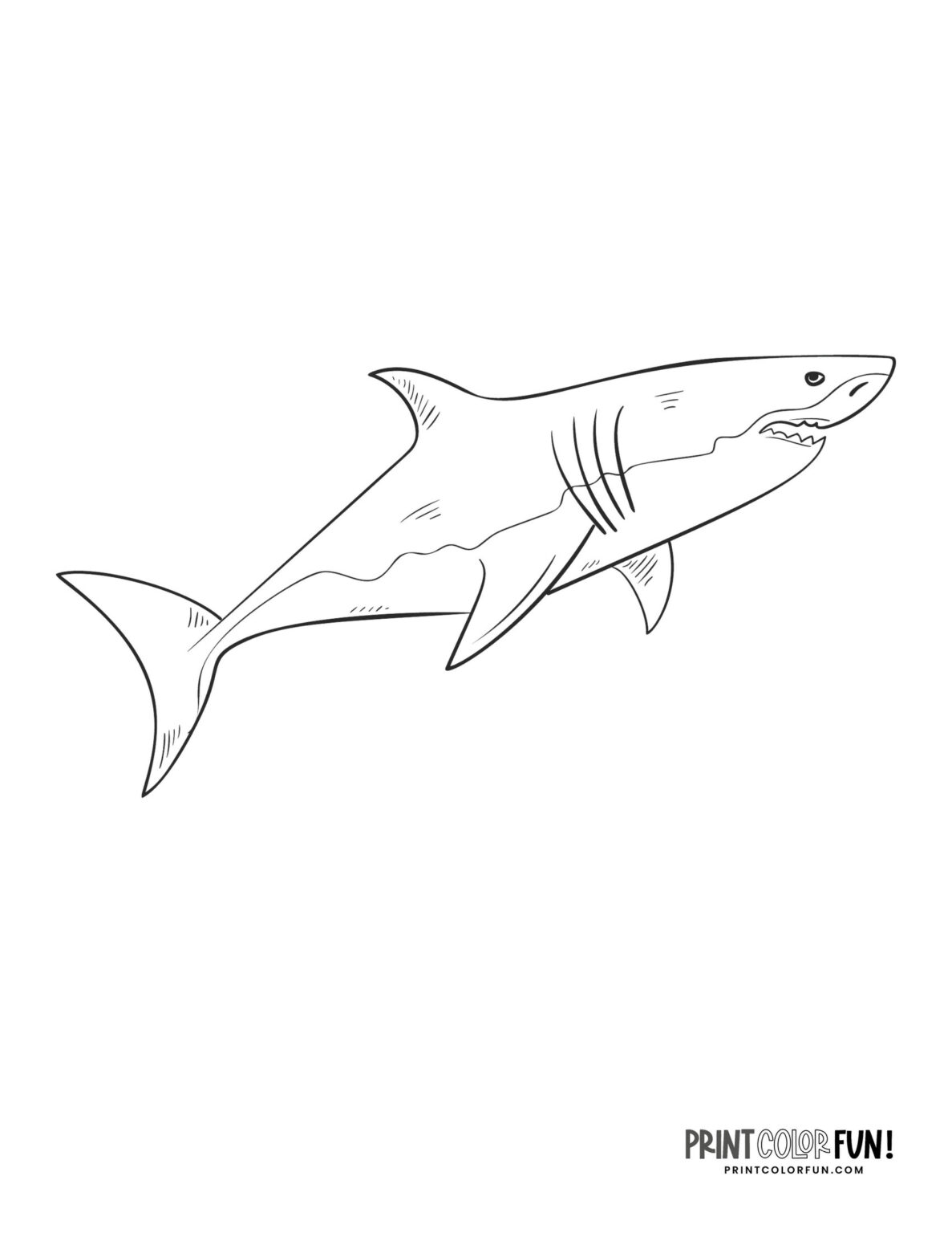 21 shark clipart & coloring pages: Dive into a sea of fun and ...