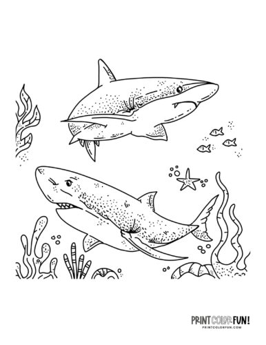 Shark coloring page clipart at PrintColorFun com 5