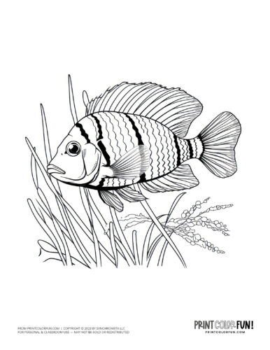 Single fish coloring page drawing from PrintColorFun com.jpg (1)