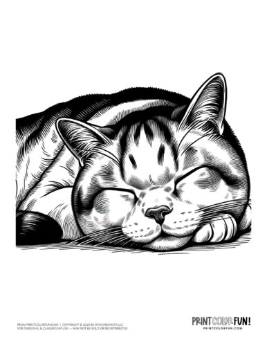 Sleeping cat coloring page clipart from PrintColorFun com (7)