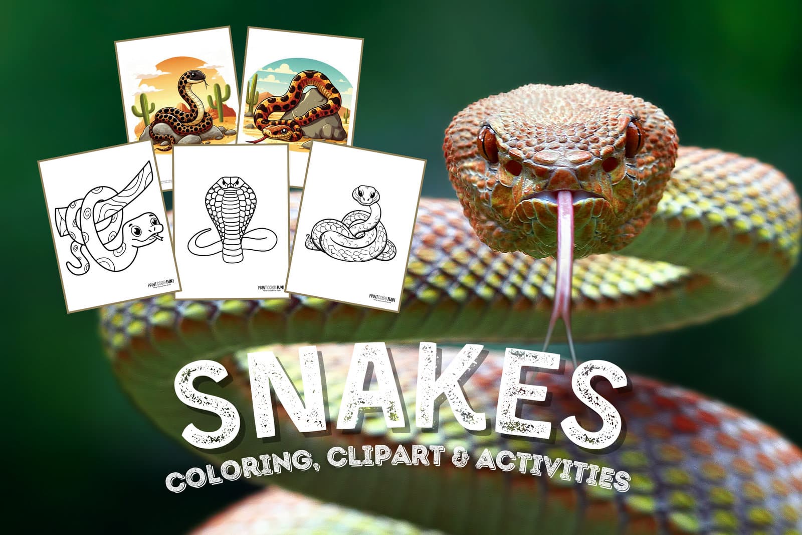 Snake clipart and coloring pages at PrintColorFun com