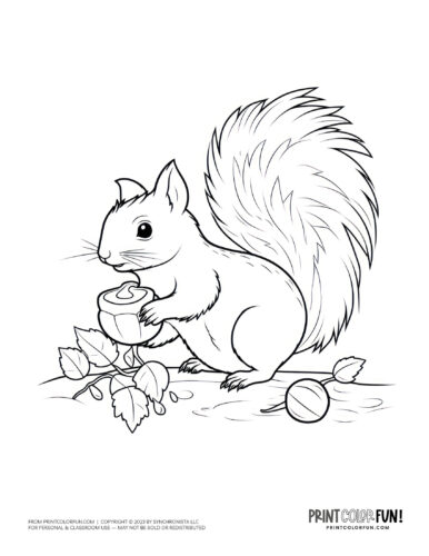 Squirrel with acorn coloring page clipart at PrintColorFun com (1)