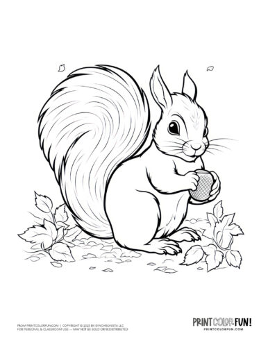Squirrel with acorn coloring page clipart at PrintColorFun com (2)