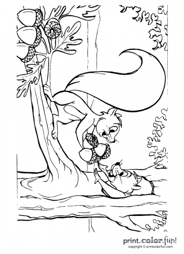 Squirrels-with-acorns