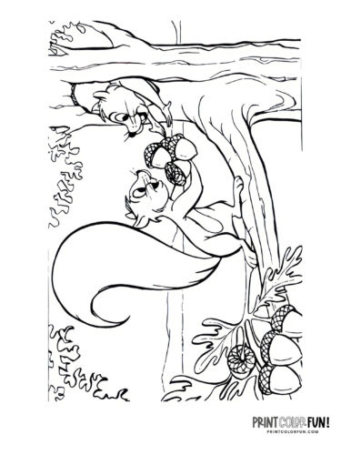Squirrels with acorns coloring page from PrintColorFun com