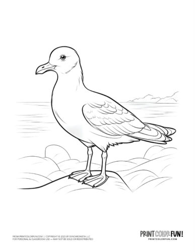 Standing seagull coloring page - bird clipart at PrintColorFun com