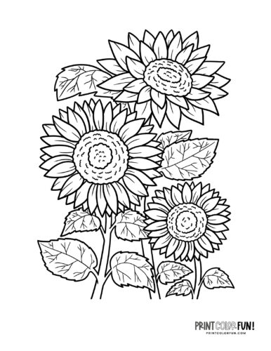 Sunflowers growing coloring page at PrintColorFun com from PrintColorFun com
