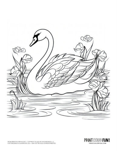 Swan coloring page - bird clipart at PrintColorFun com