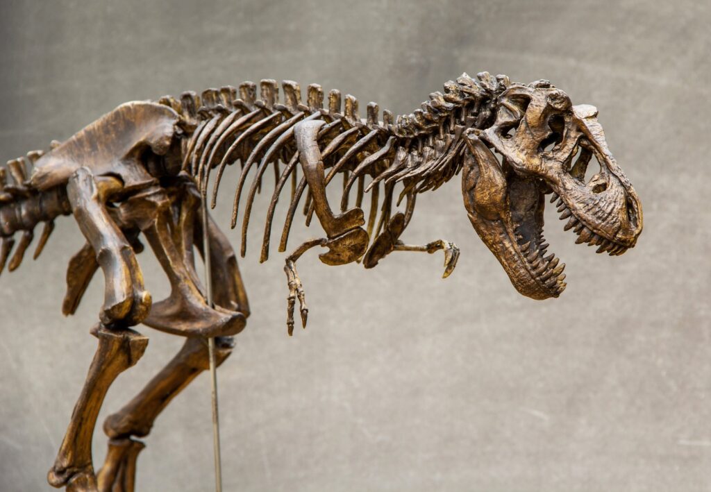 Fossil skeleton of Dinosaur king Tyrannosaurus Rex ( t-rex ) on