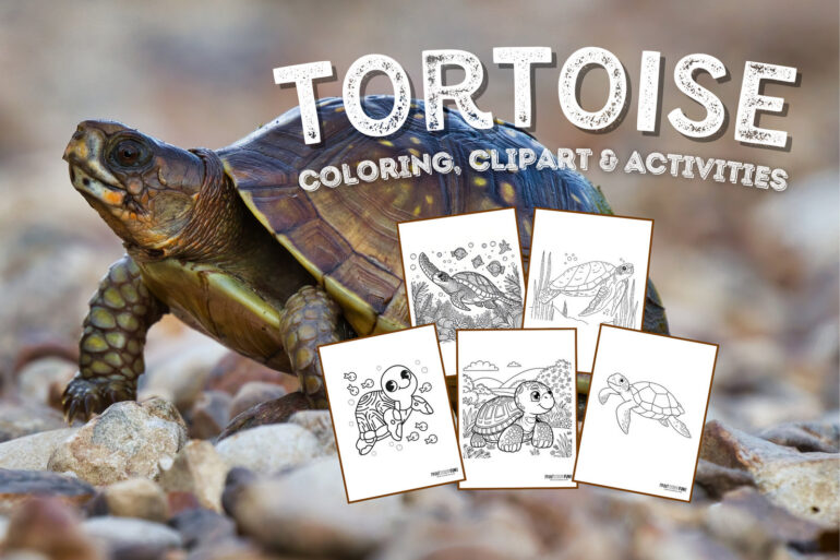 Tortoise coloring page clipart activities from PrintColorFun com