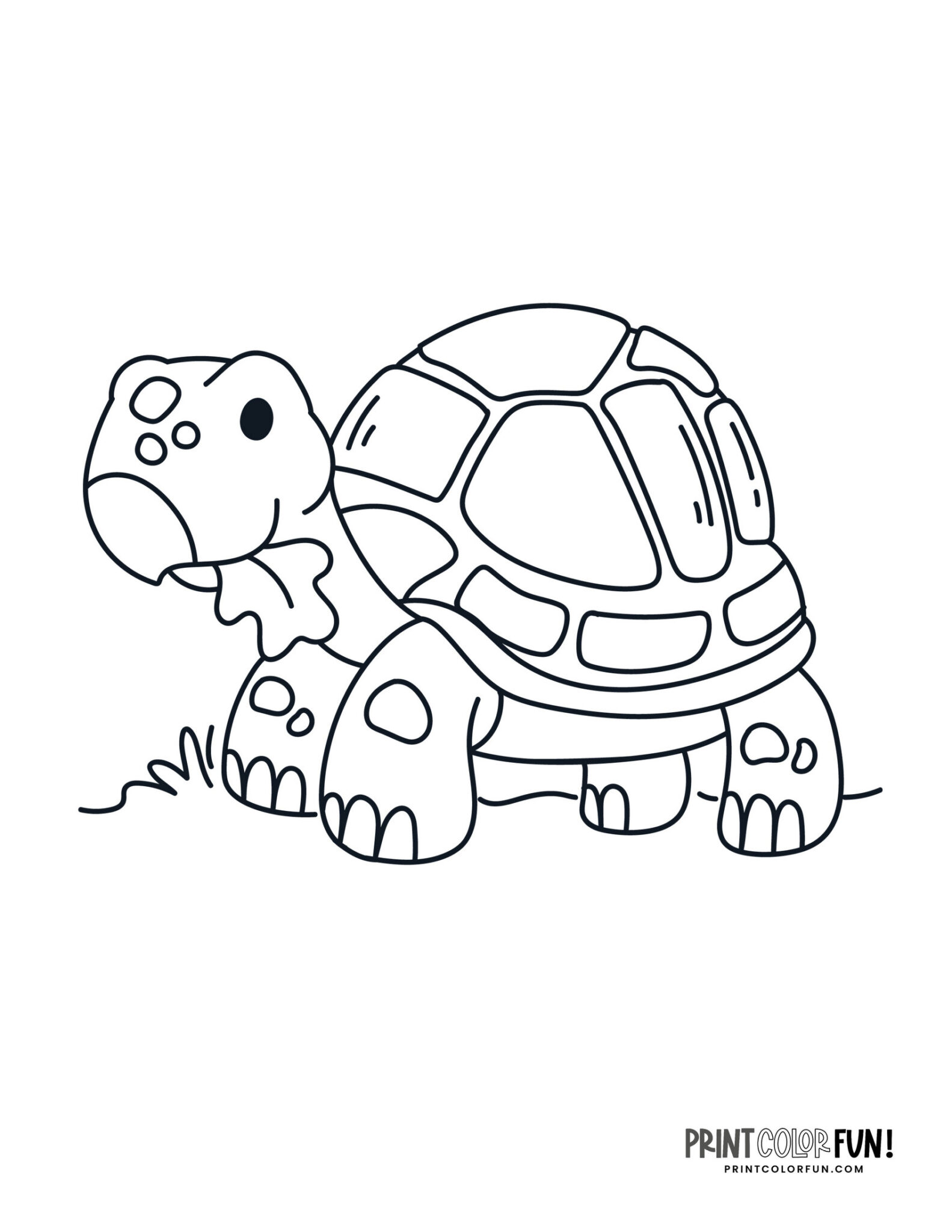 Tortoise coloring pages & clipart, at PrintColorFun.com