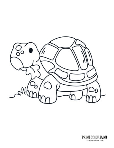 Tortoise coloring page from PrintColorFun com 2
