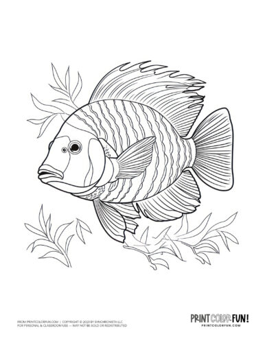 Tropical fish coloring page clipart from PrintColorFun com (07)