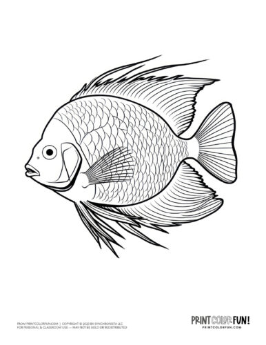 Tropical fish coloring page clipart from PrintColorFun com (10)
