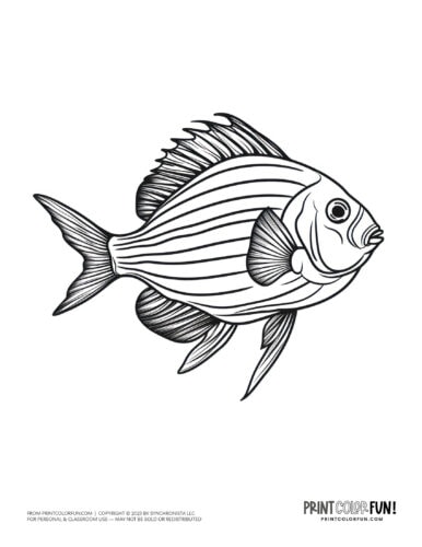 Tropical fish coloring page clipart from PrintColorFun com (12)