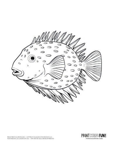 Tropical fish coloring page clipart from PrintColorFun com (14)