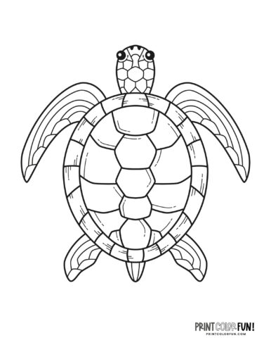 Turtle coloring page from PrintColorFun com 3