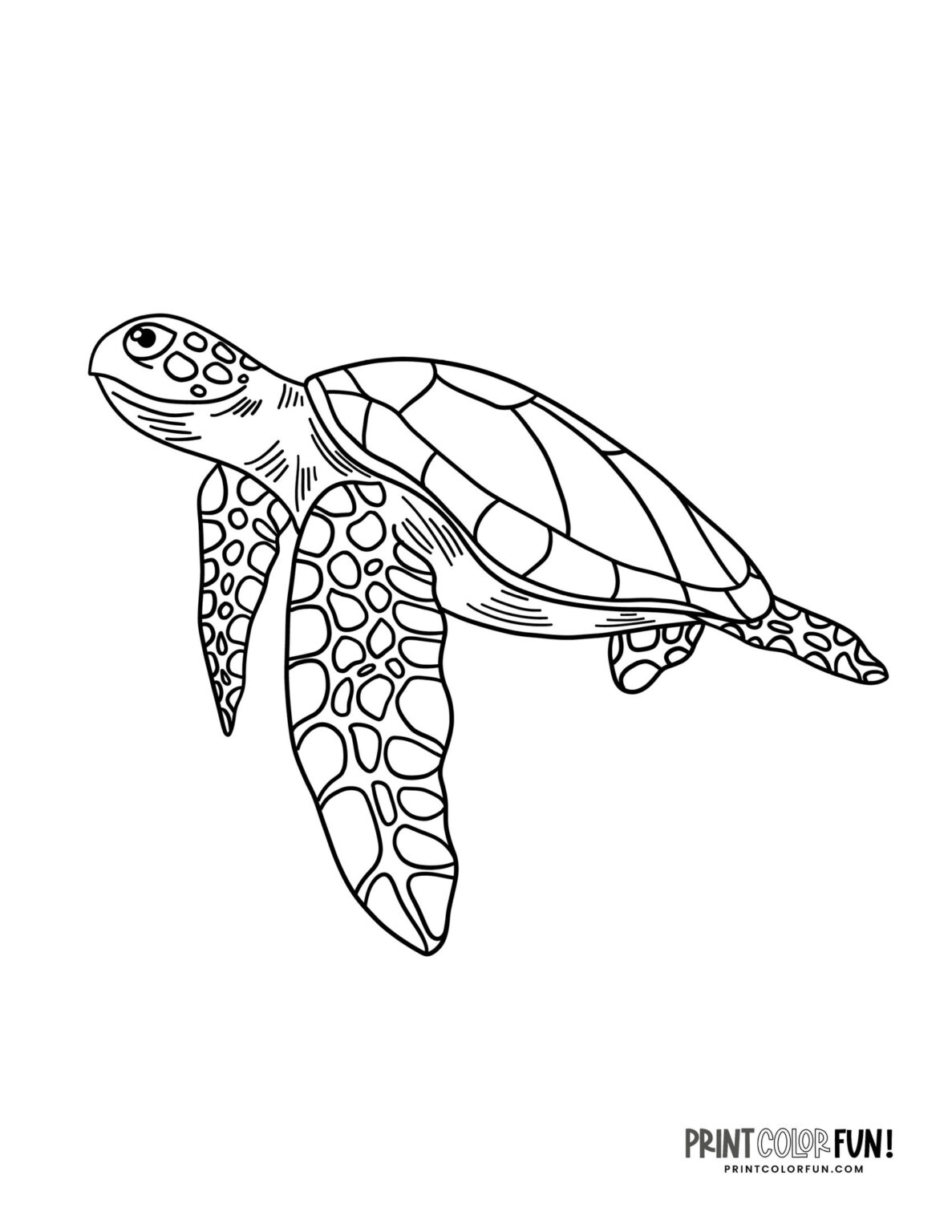 Sea turtle coloring pages & clipart, at PrintColorFun.com