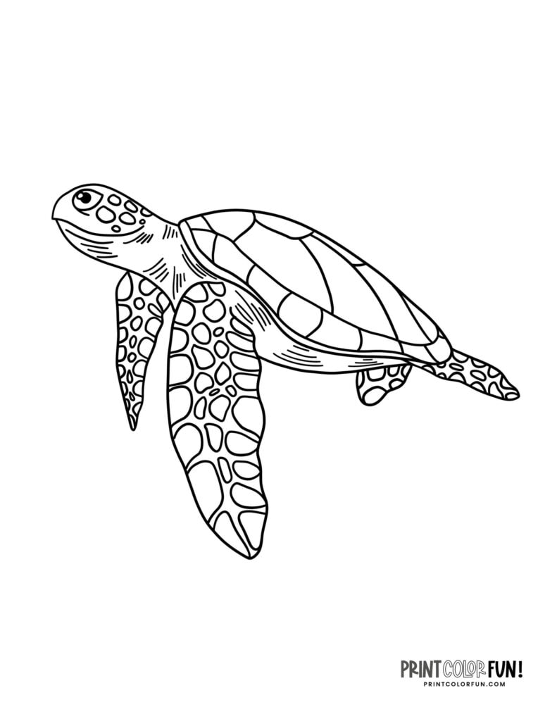 Sea turtle coloring pages & clipart, at PrintColorFun.com