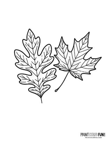 Two fall leaves coloring page from PrintColorFun com
