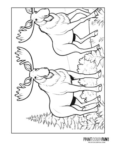 Two moose coloring page - PrintColorFun com