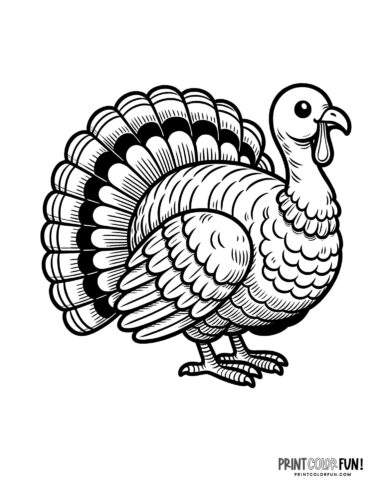 Typical turkey with tail feathers coloring page