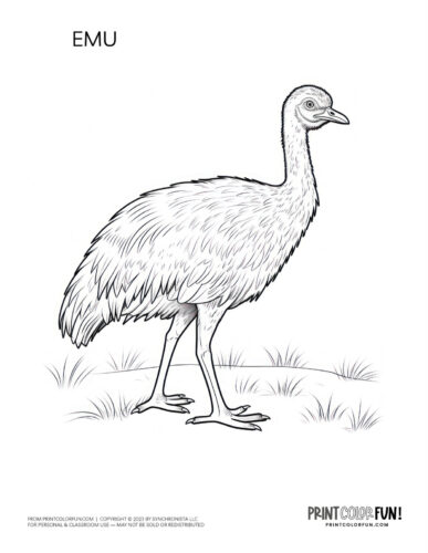 Walking emu coloring page - bird clipart at PrintColorFun com