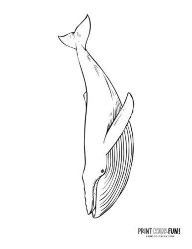 Whale coloring page clipart from PrintColorFun com (5)