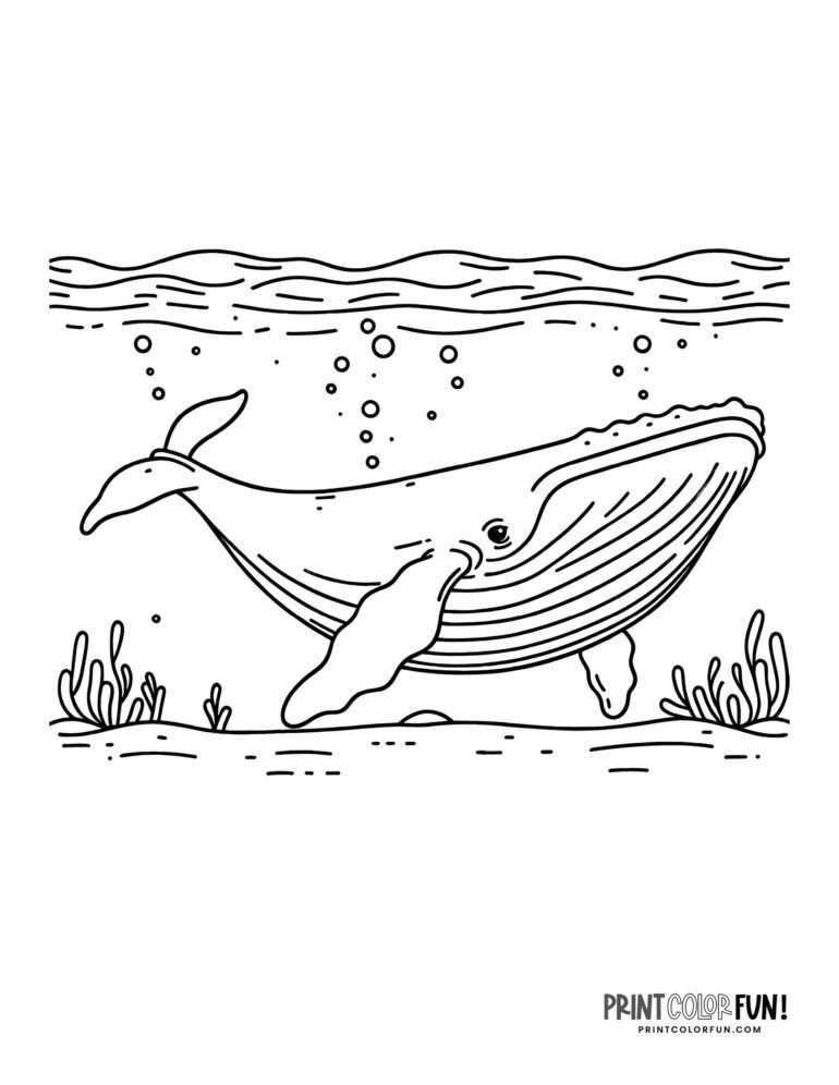 12 whale drawings & clipart: Add a splash of creativity & fun to ...