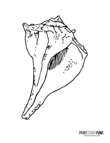 Whelk sea shell coloring page - PrintColorFun com