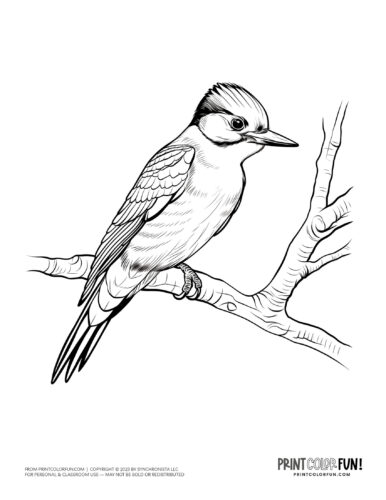 Woodpecker bird coloring page clipart from PrintColorFun com