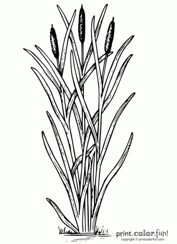 Cattails plant