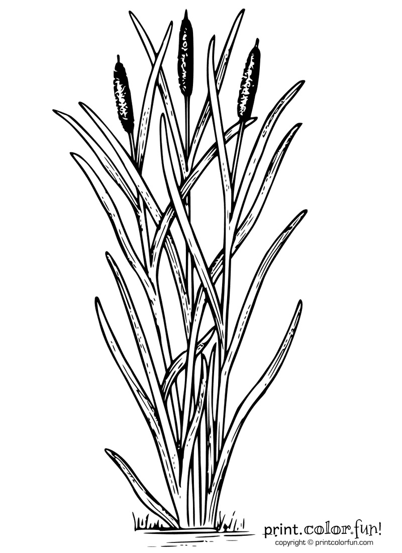 Cattails plant coloring page - Print. Color. Fun!