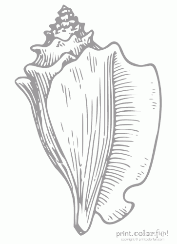 conch shell low ink