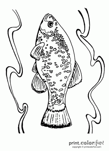 Desert Pupfish fish
