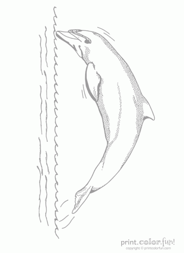 dolphin low ink