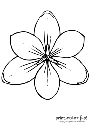 flowers - Print. Color. Fun! Free printables, coloring pages, crafts ...