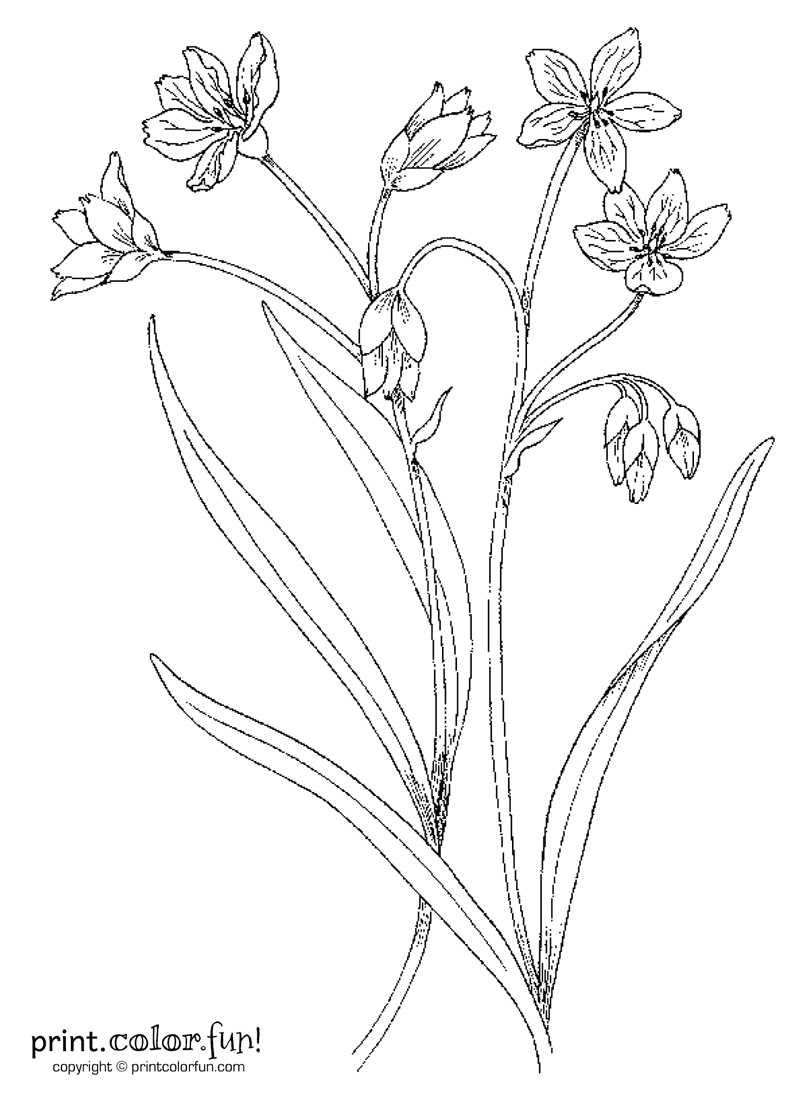 Flowers and stems coloring page Print. Color. Fun!